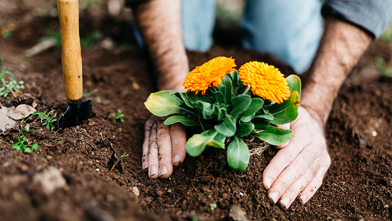 A pair of hands pat the soil beneath a newly planted flower.
