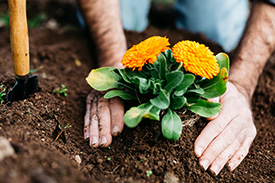 A pair of hands pat the soil beneath a newly planted flower.