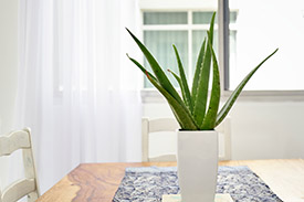 A real estate agent shows two first home buyers or two potential rental tenants around a vacant property.