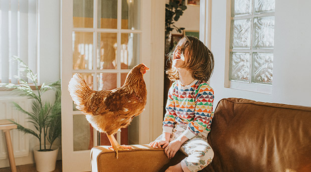 A young child plays with a chicken on a couch.
